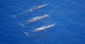 Three of the five sperm whales entangled in a fishing net off Italy's coast.  A Cetacean Society International photo.