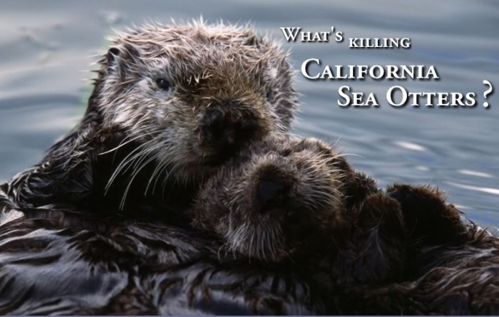 Click the photo to link to seaotterresearch.org.