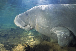 save-the-manatee