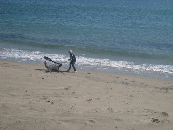 Marine Mammal Center Volunteer Tries to Rescue E-Seal