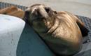 sea lion Rescued starving sea lion pup