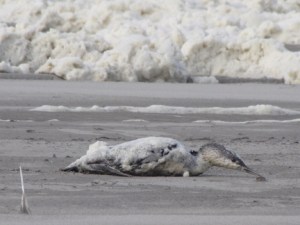 Red-Throated Loon Covered in Foam.  P. Chilton Photo
