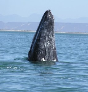 Gray Whale photo by C. Coimbra