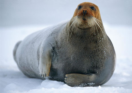 Bearded Seal