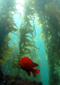 ad-marine_protected_areas