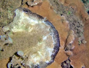 White Coral Disease.  Photo by Terry Lilley