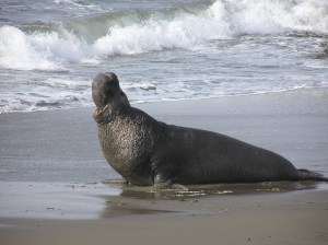 Adult Male Northern Elephant Seal. Photo by Corinne Berenson