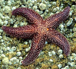 sea star