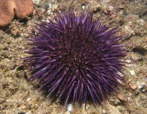 sea urchin