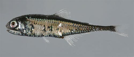 slender-lanternfish