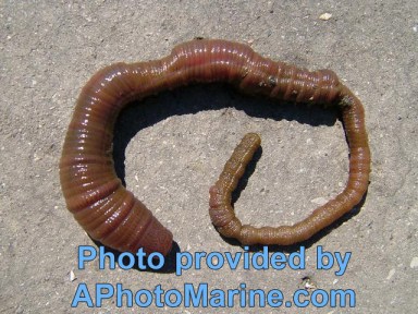 lugworm