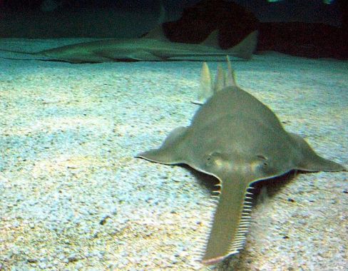 Sawfish