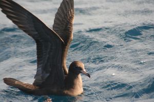 Flesh Footed Shearwater