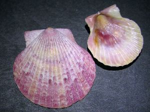 Scollop shells.