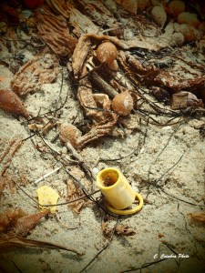 Plastic washed ashore.