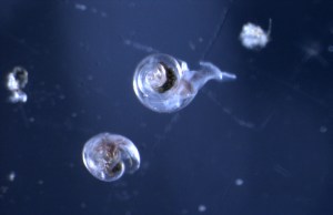 Pteropod Snail Shell Dissolving