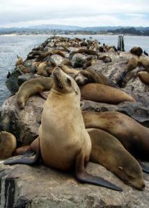 Sea Lion photo courtesy of Gerick Bergsma 2011/Marine Photobank.