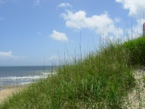 "James Shelton/Marine Photobank."