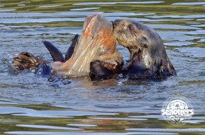 otter in plastic bag