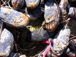 "Gerick Bergsma 2009/Marine Photobank."