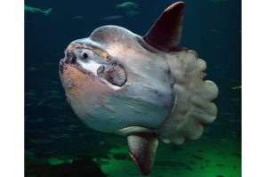 Sunfish, Nordsøen Oceanarium, Hirtshals, Denmark Per-Ola Norman via Wiki Commons