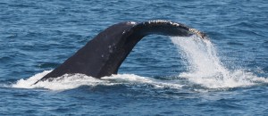 Humpback Whale fluke. C. Coimbra photo