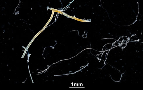 microplastics-im_134004_2