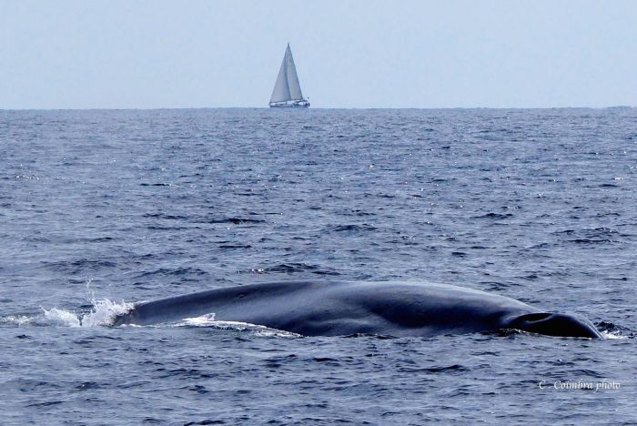 Blue whale photo by C. Coimbra