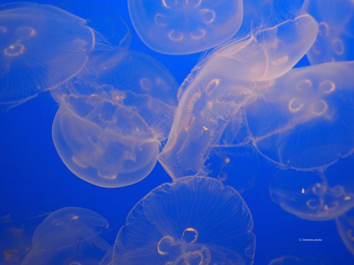 Sea turtles often mistake floating plastic bags for these jellyfish.  C. Coimbra photo