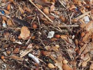Plastics captured by washed up kelp on the beach.  C. Coimbra photo