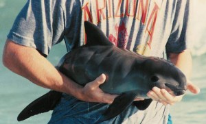 http://conbio.org/groups/sections/marine/save-the-vaquita