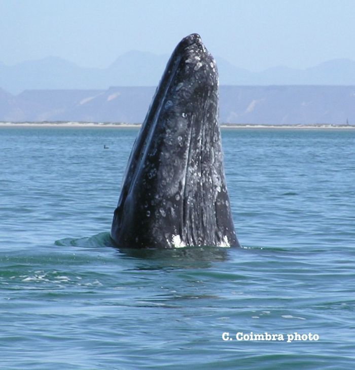 Spy-Hopping grey whale at San Ignacio Lagoon.