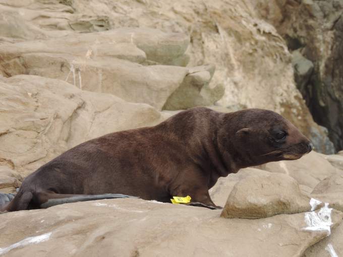 Guadalupe fur seal. (NOAA photo)