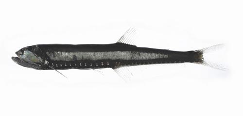 Bristlemouth From the Encyclopedia of New Zealand