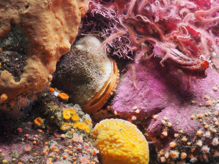 California coastal tide pool
