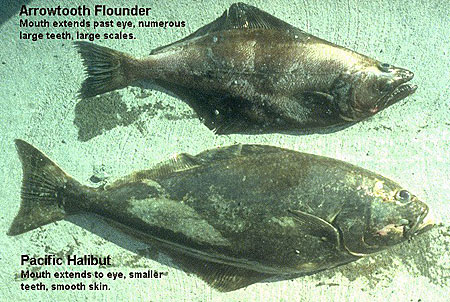 arrowtooth_vs_halibut