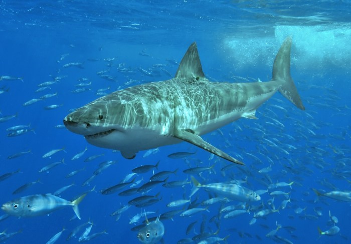 Great White Shark. Wikipedia Commons