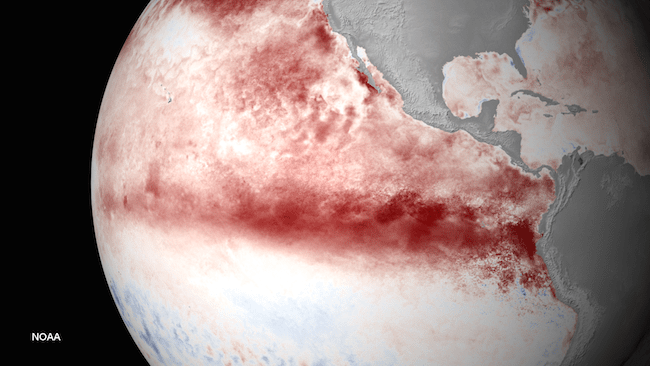 Unusual warm water spread in the Pacific Ocean.  (NOAA photo)
