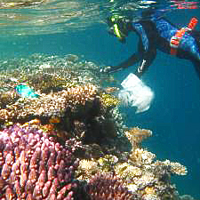 Australian Institute of Marine Science. Researcher Madeleine van Oppen collects coral fragments for her breeding project.