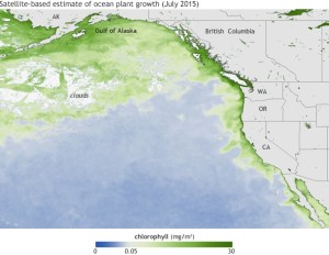 Average chlorophyll concentrations (in milligrams per cubic meter of water) in July 2015. The darkest green areas have the highest surface chlorophyll concentrations and the largest amounts of phytoplankton—including both toxic and harmless species. (NOAA Climate.gov map based on Suomi NPP satellite data provided by NOAA View.)