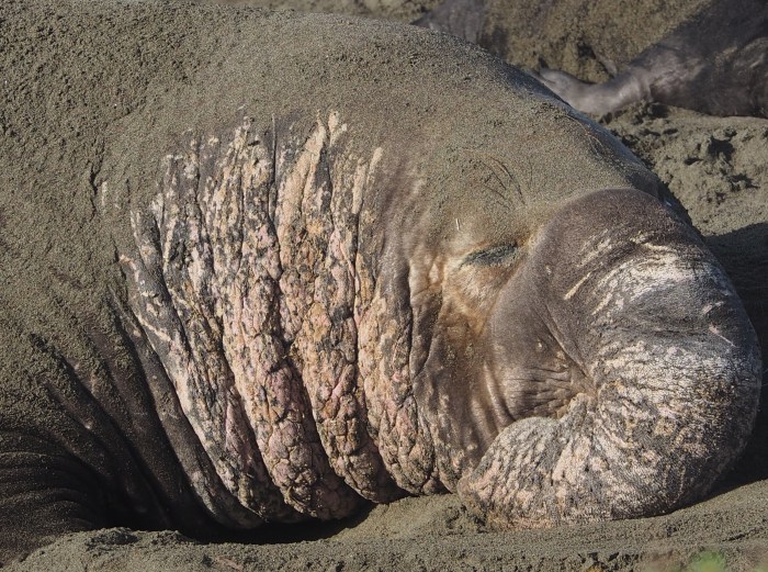 Adult northern elephant seal male. C. Coimbra photo