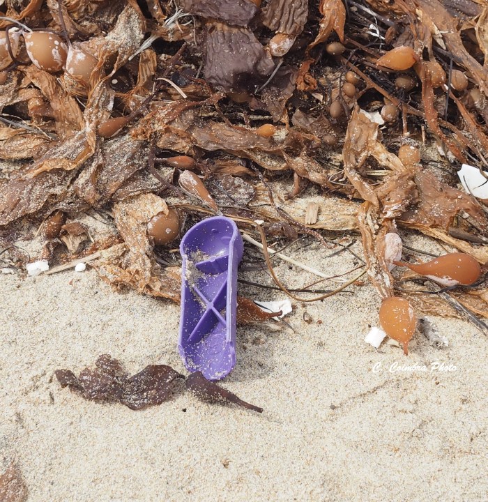 A Speck of Purple.jpg