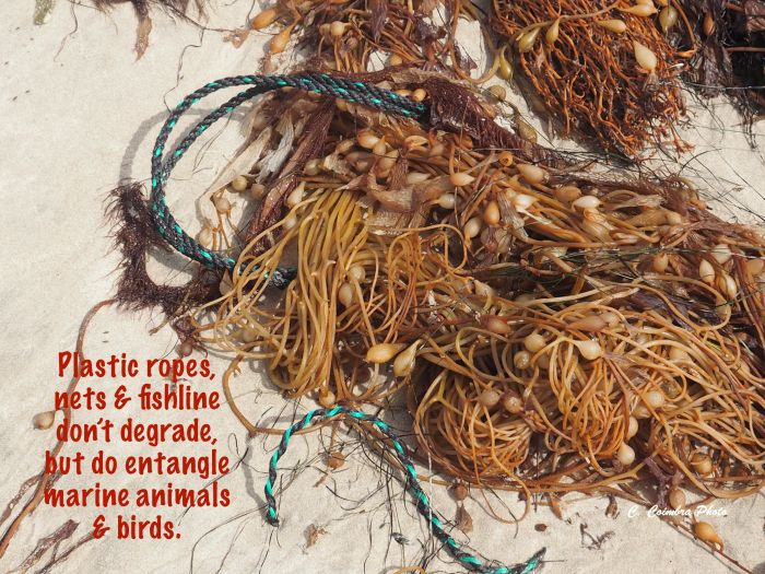 cc rope in kelp with sig.jpg