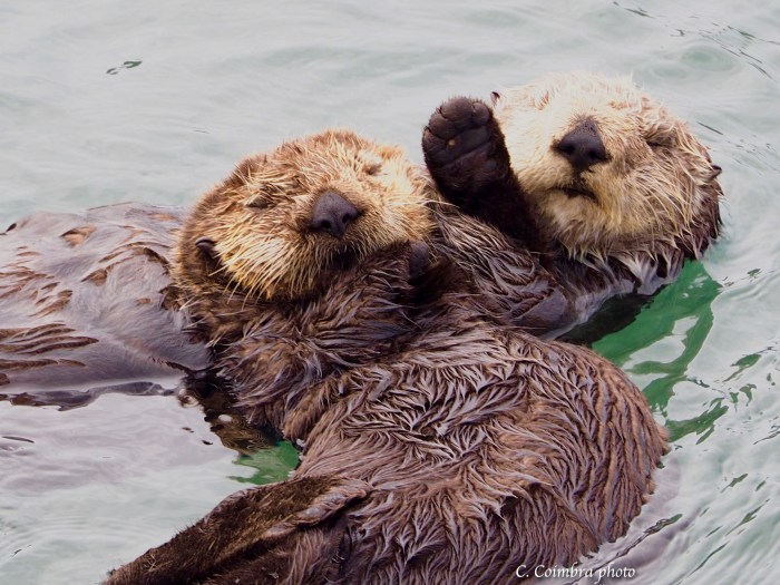 Otter Mother and Pup