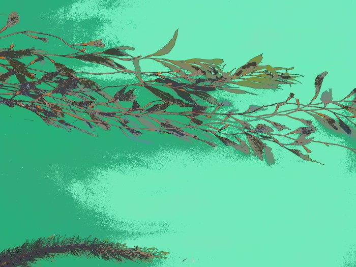 Kelp