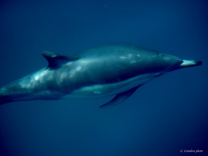 Common dolphin
