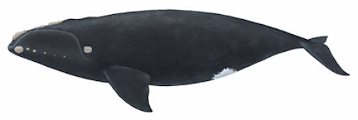 Right Whale