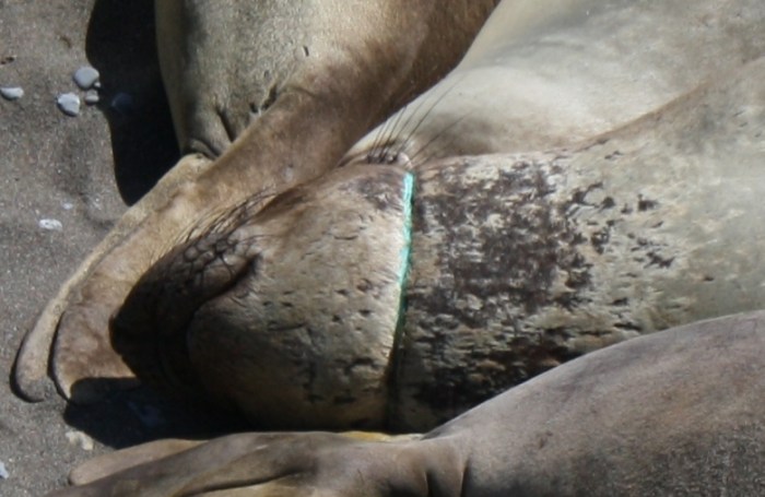 Entanglement 4-6-11 cu email