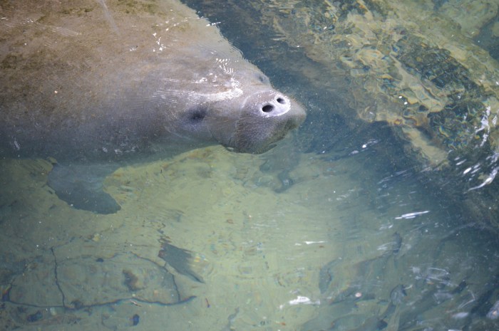 manatee