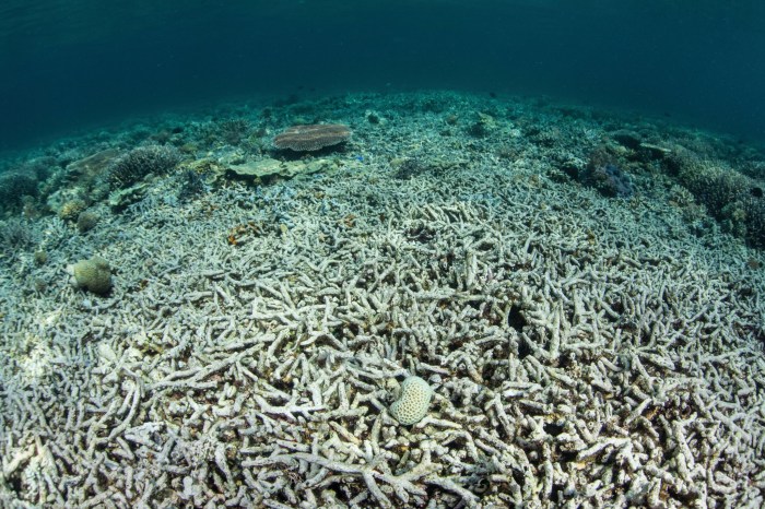 11cli-oceanheat1-superjumbo